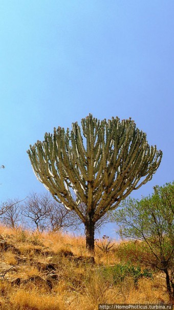 Альбом отзыва "Зеленый пояс Эритреи"