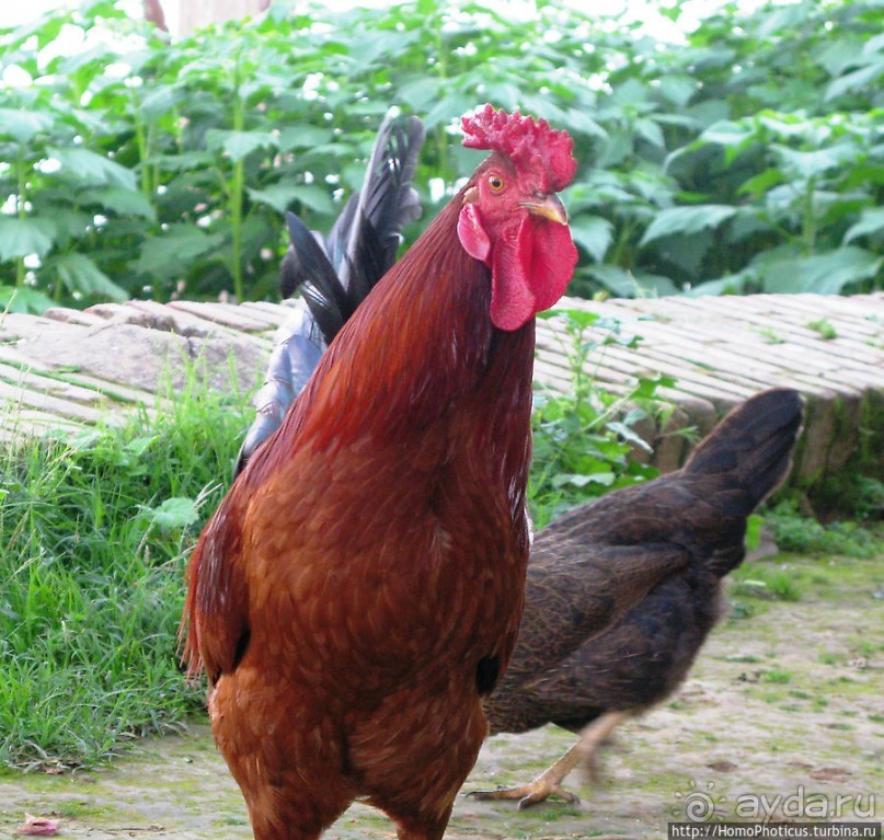 Зеленый пояс Эритреи