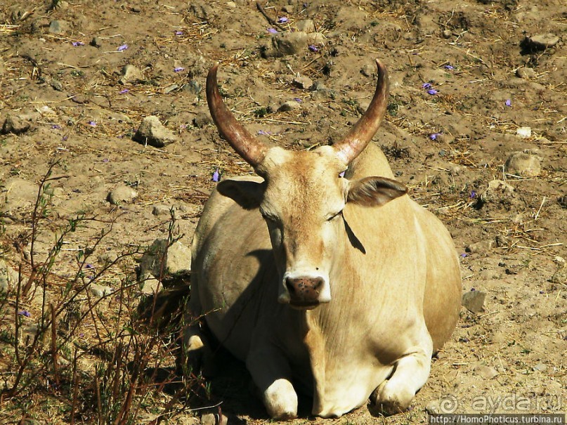 Зеленый пояс Эритреи