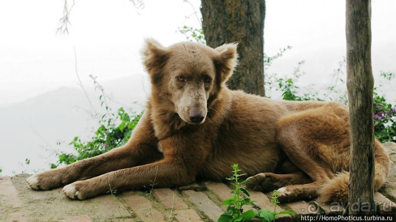 Зеленый пояс Эритреи