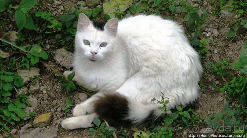 Зеленый пояс Эритреи