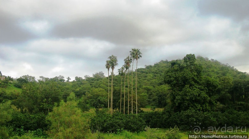 Зеленый пояс Эритреи