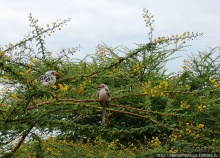 Абиссинские хроники. III. От века первого в век каменный