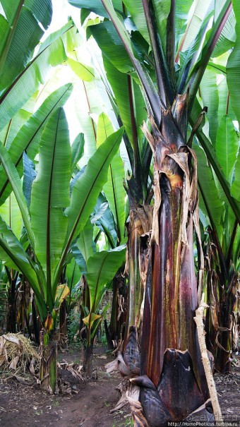 Абиссинские хроники. III. От века первого в век каменный