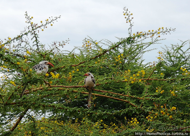 Абиссинские хроники. III. От века первого в век каменный