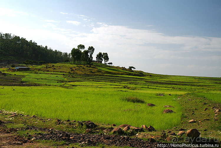 Абиссинские хроники. III. От века первого в век каменный