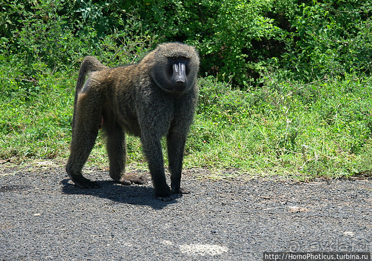 Абиссинские хроники. III. От века первого в век каменный