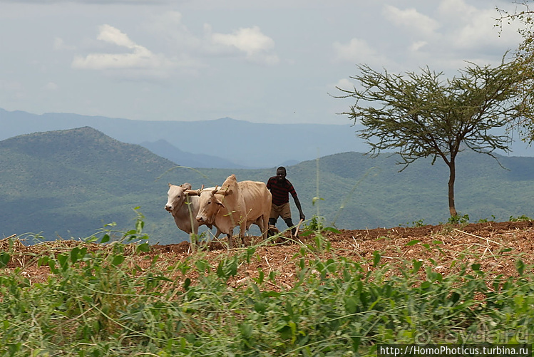 Абиссинские хроники. III. От века первого в век каменный