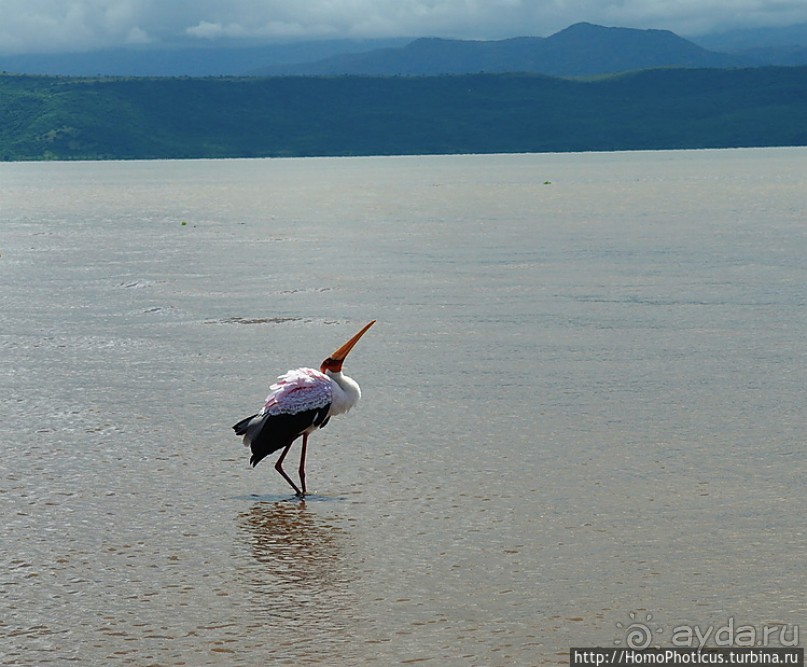 Абиссинские хроники. III. От века первого в век каменный