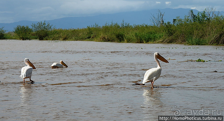 Абиссинские хроники. III. От века первого в век каменный