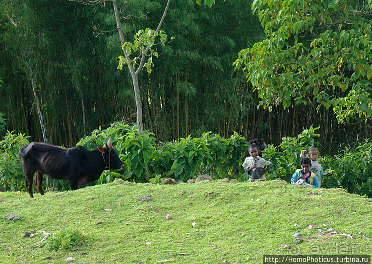 Абиссинские хроники. III. От века первого в век каменный