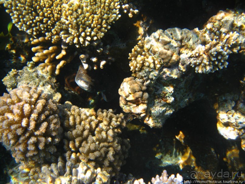 Подводный мир Красного моря