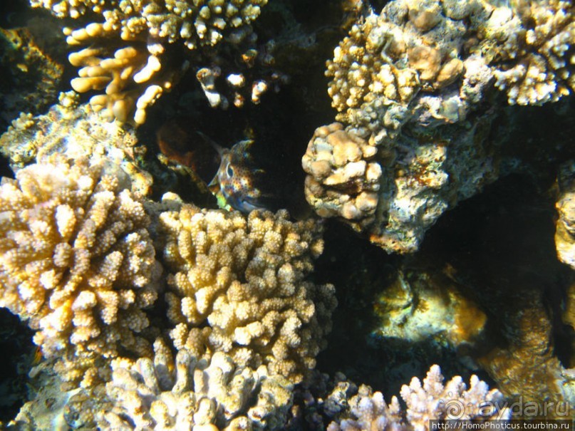 Подводный мир Красного моря