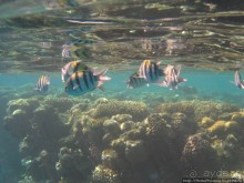 Подводный мир Красного моря