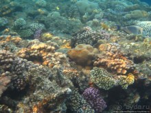 Подводный мир Красного моря