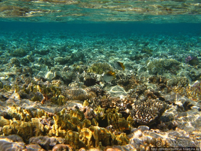 Подводный мир Красного моря