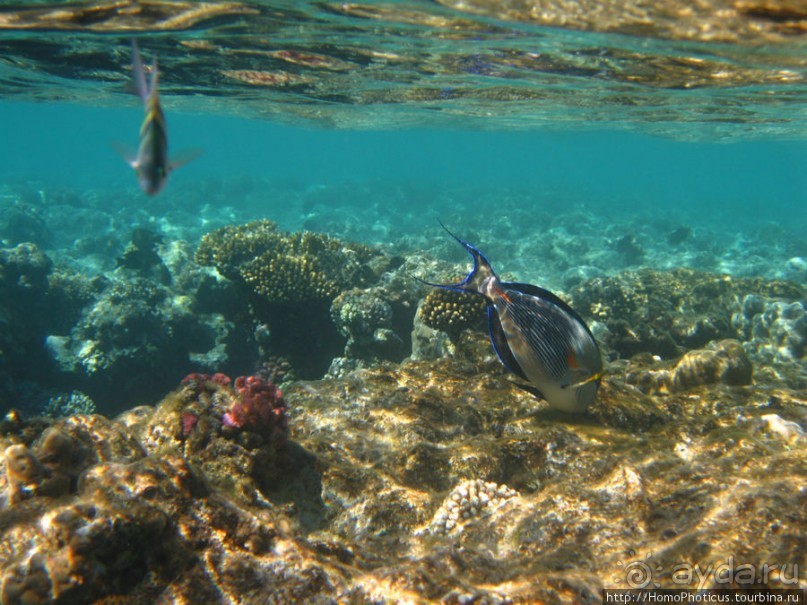Подводный мир Красного моря