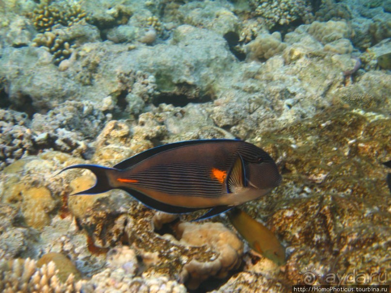 Подводный мир Красного моря