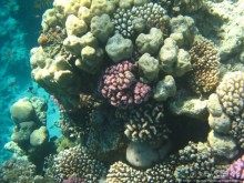 Подводный мир Красного моря