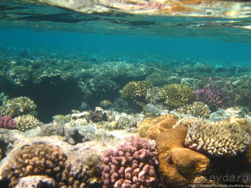 Подводный мир Красного моря