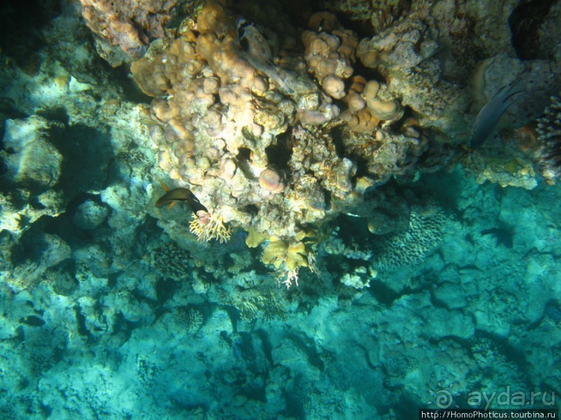 Подводный мир Красного моря