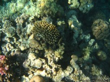 Подводный мир Красного моря