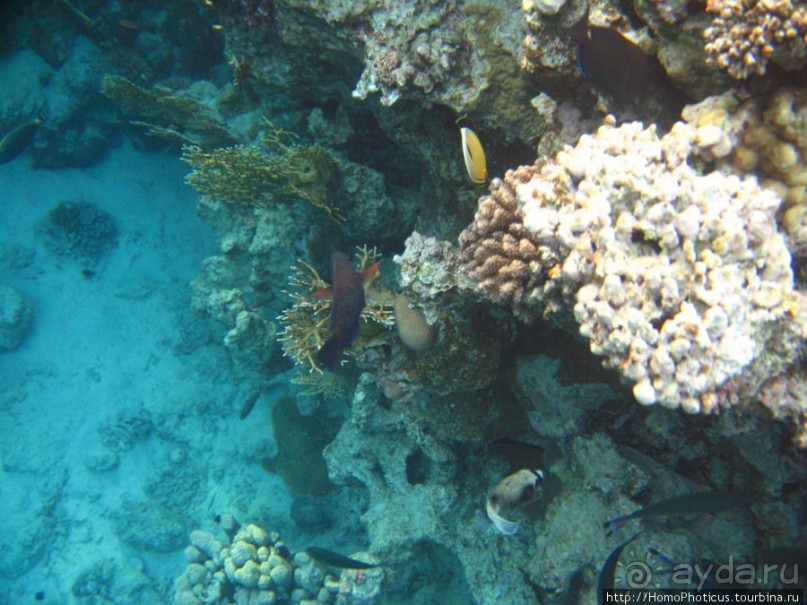 Подводный мир Красного моря