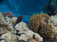 Подводный мир Красного моря