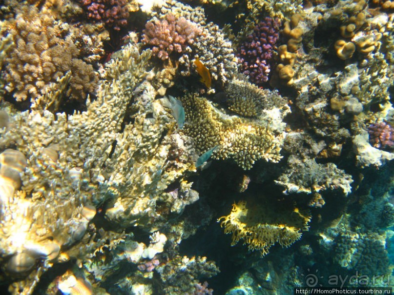 Альбом отзыва "Подводный мир Красного моря"