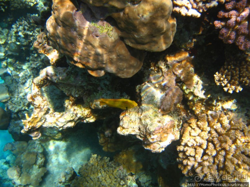 Альбом отзыва "Подводный мир Красного моря"