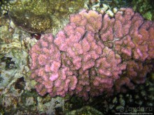 Подводный мир Красного моря