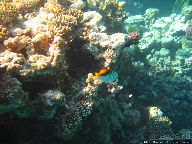 Подводный мир Красного моря