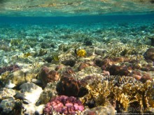 Подводный мир Красного моря