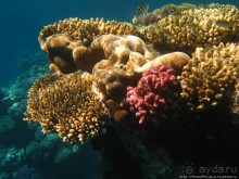 Подводный мир Красного моря