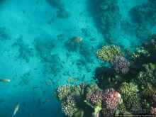 Подводный мир Красного моря