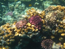 Подводный мир Красного моря