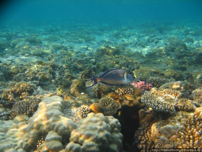 Подводный мир Красного моря