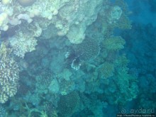 Подводный мир Красного моря
