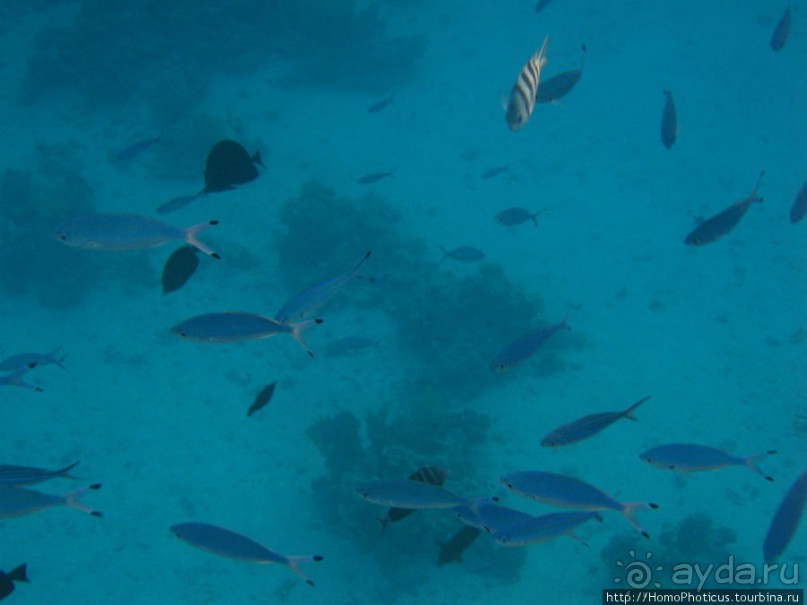 Подводный мир Красного моря