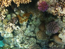 Подводный мир Красного моря
