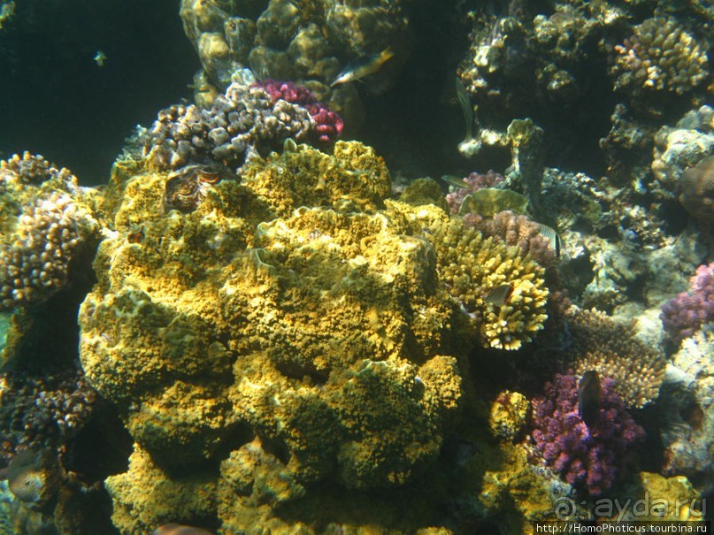 Подводный мир Красного моря