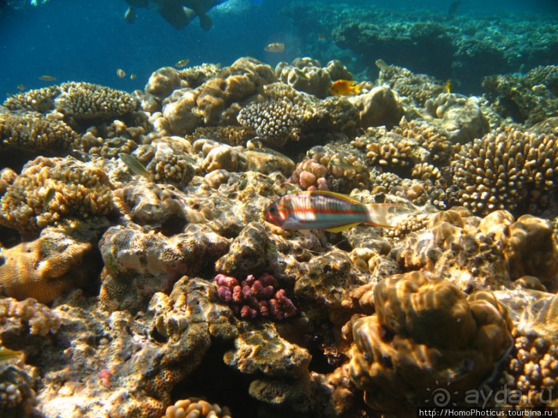 Подводный мир Красного моря