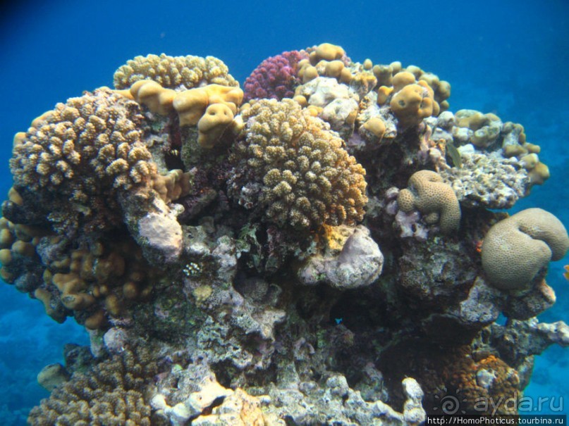 Подводный мир Красного моря