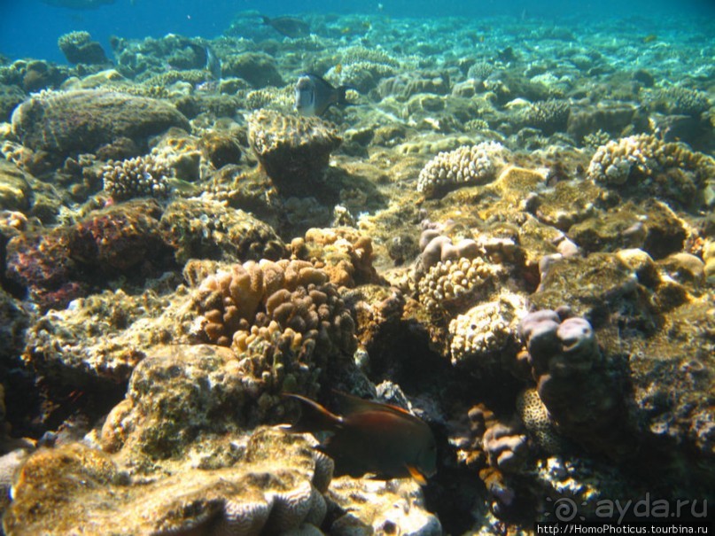 Подводный мир Красного моря