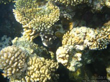 Подводный мир Красного моря