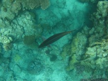 Подводный мир Красного моря