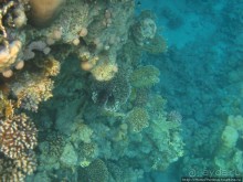 Подводный мир Красного моря