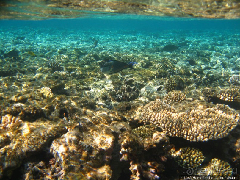 Подводный мир Красного моря
