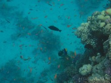 Подводный мир Красного моря