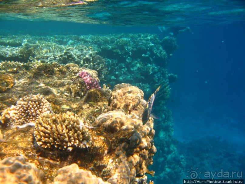 Подводный мир Красного моря